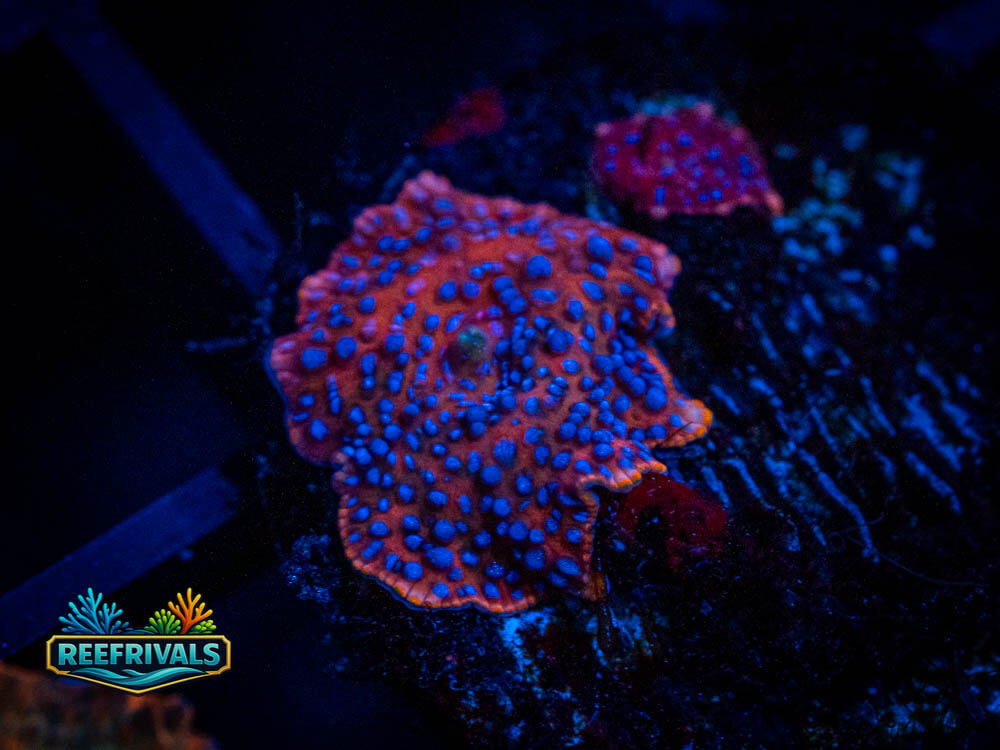 TG Superman Discoma coral image from ReefRivals, listed as Soft Coral