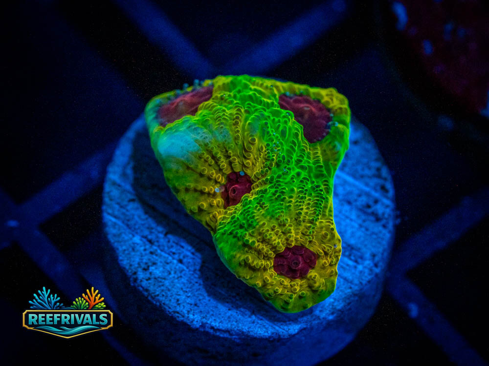 WWC Fascination Favia coral image from ReefRivals, listed as Soft Coral