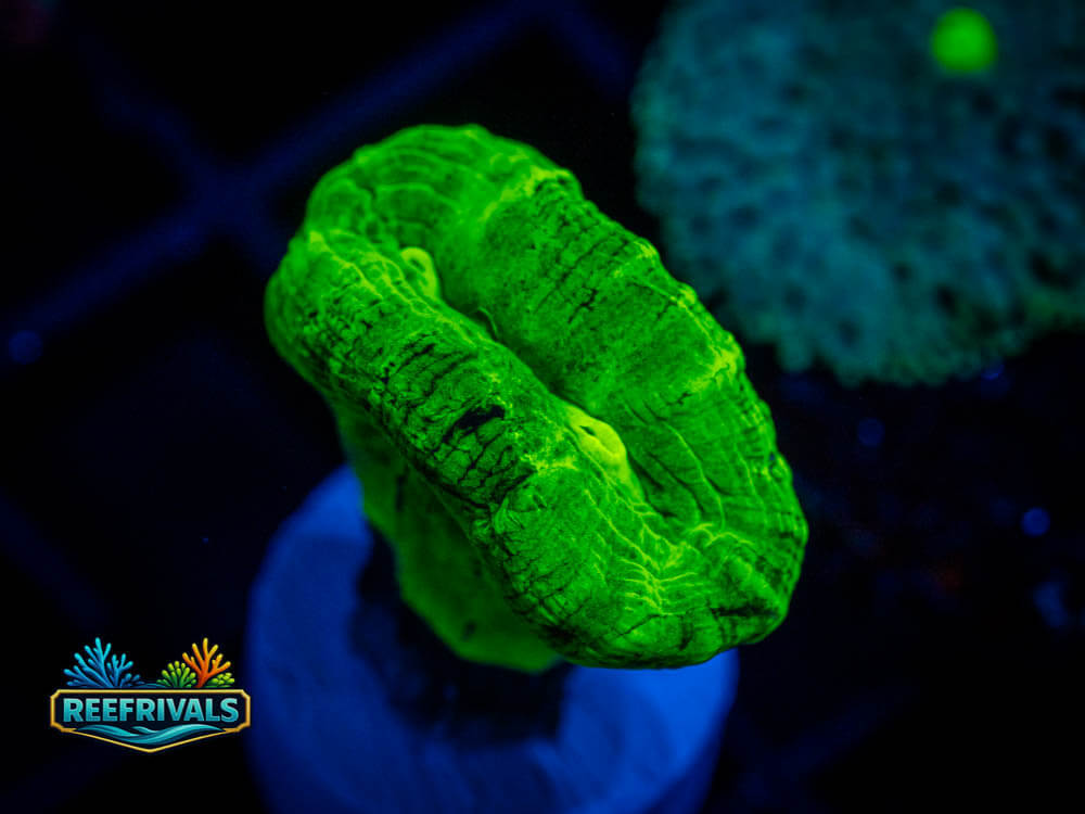 ECC Kryptonite Candy Cane coral image from ReefRivals, listed as Soft Coral