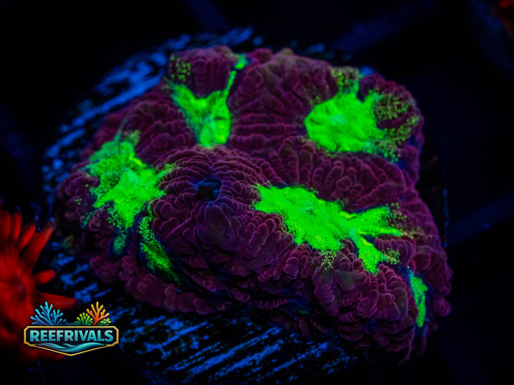 WWC Big Gulp Favites WYSIWYG coral image | ReefRivals WWC Big Gulp Favites coral image from ReefRivals, listed as Favites sp. and Soft Coral