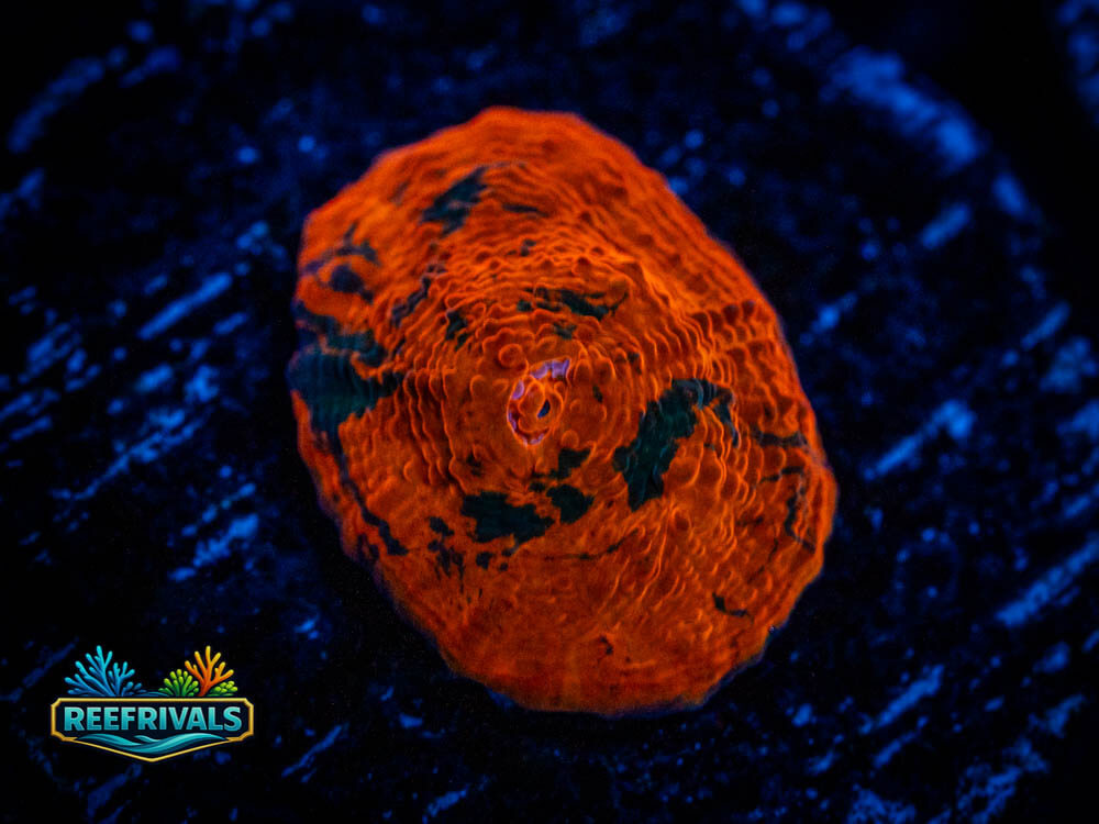 OG Rainbow Chalice WYSIWYG coral image | ReefRivals OG Rainbow Chalice coral image from ReefRivals, listed as Mycedium spp. and Soft Coral
