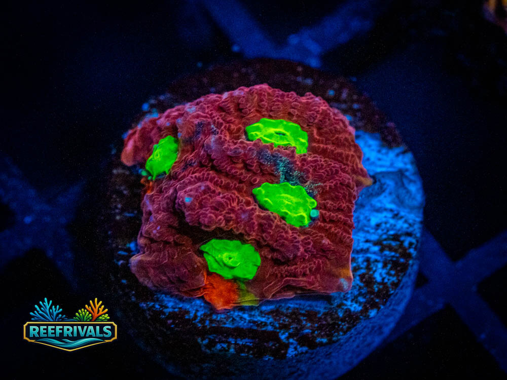 UC Lip Smackers Favites coral image from ReefRivals, listed as Favites sp. and Soft Coral