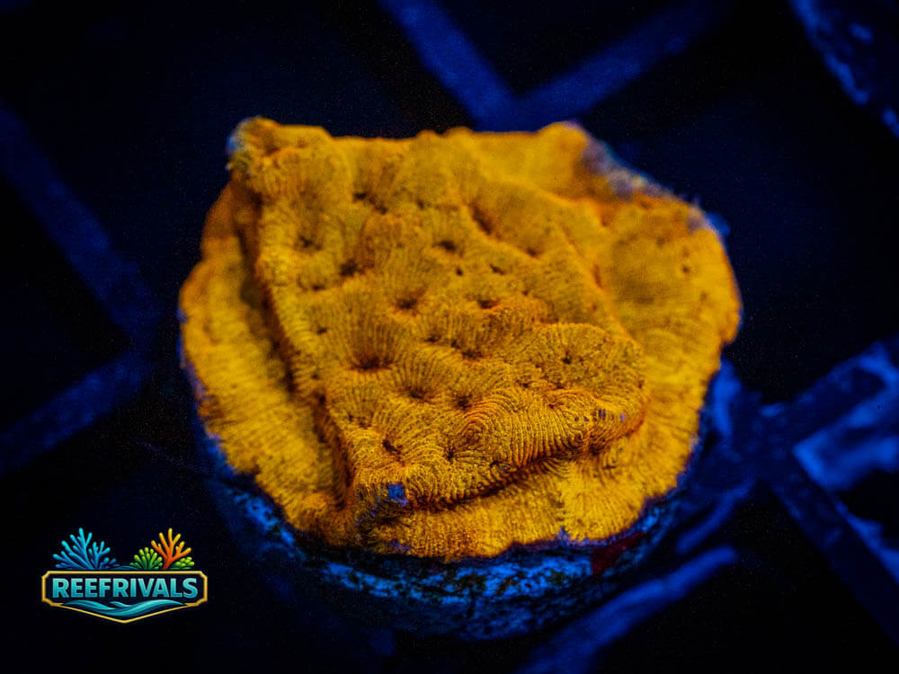 UC Golden Dragon Lepto coral image from ReefRivals, listed as Leptoseris sp. and Soft Coral