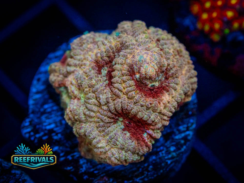 UC Blood Splash Favia coral image from ReefRivals, listed as Favia sp. and Soft Coral