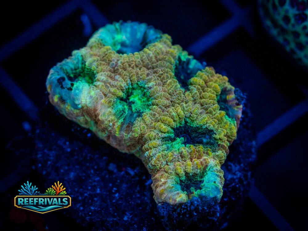 CB Beast Mode Favia WYSIWYG coral image | ReefRivals CB Beast Mode Favia coral image from ReefRivals, listed as Soft Coral