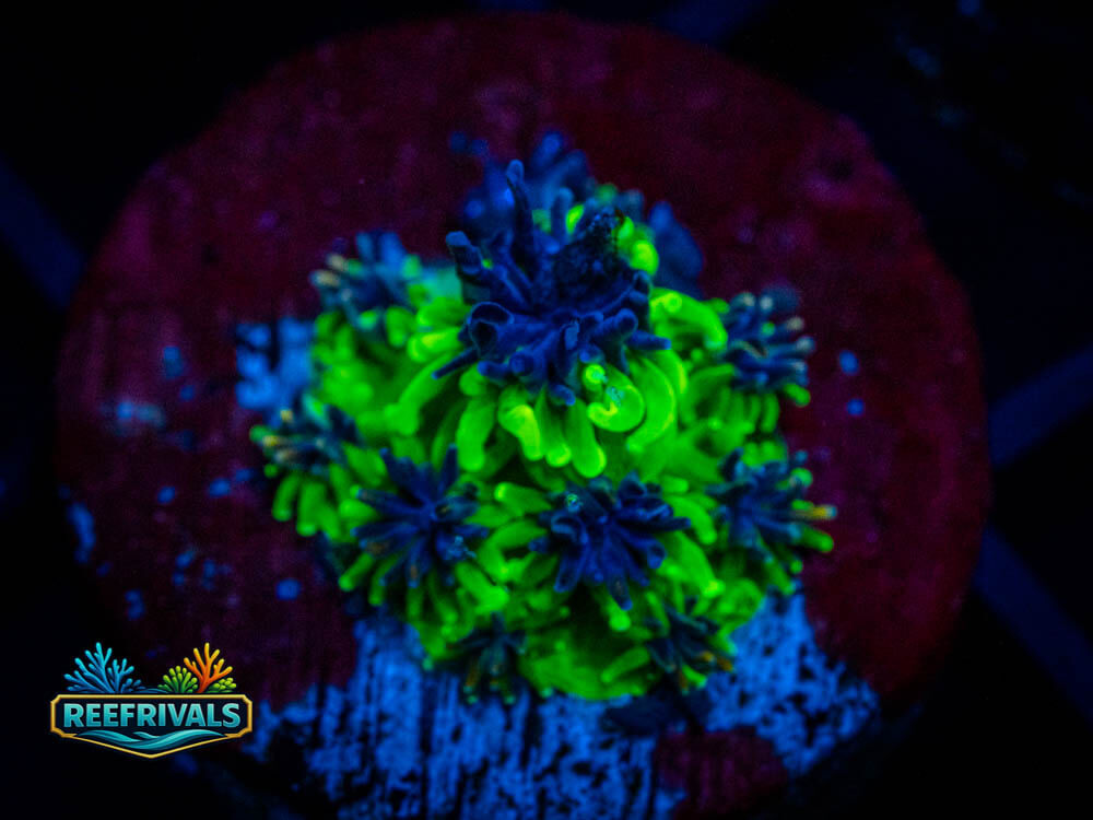HS Sonic The Hedgehog Galaxea WYSIWYG coral image | ReefRivals HS Sonic The Hedgehog Galaxea coral image from ReefRivals, listed as Galaxea sp. and Soft Coral