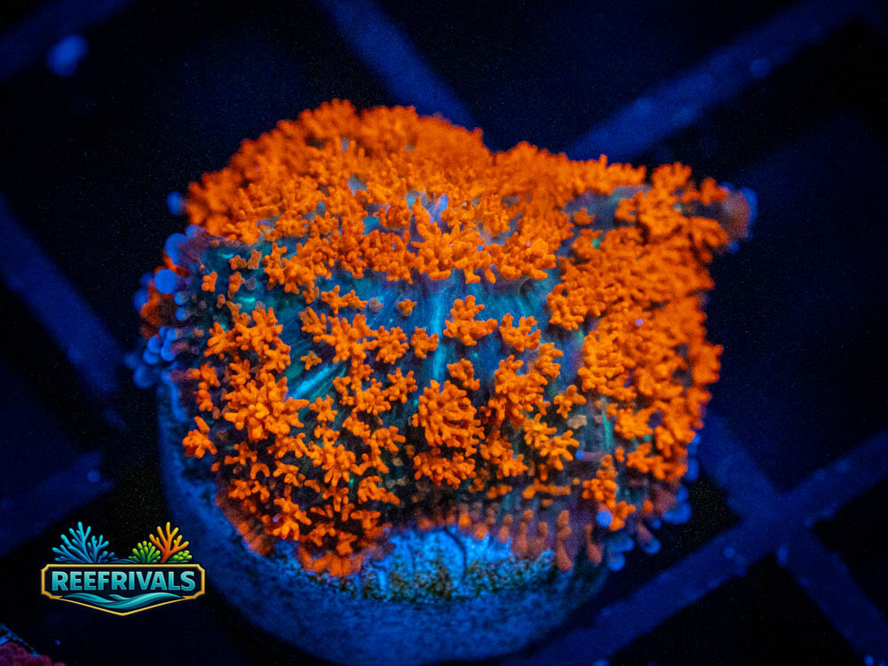 UC Flaming Jade Mushroom WYSIWYG coral image | ReefRivals UC Flaming Jade Mushroom coral image from ReefRivals, listed as Discosoma sp. and Mushrooms