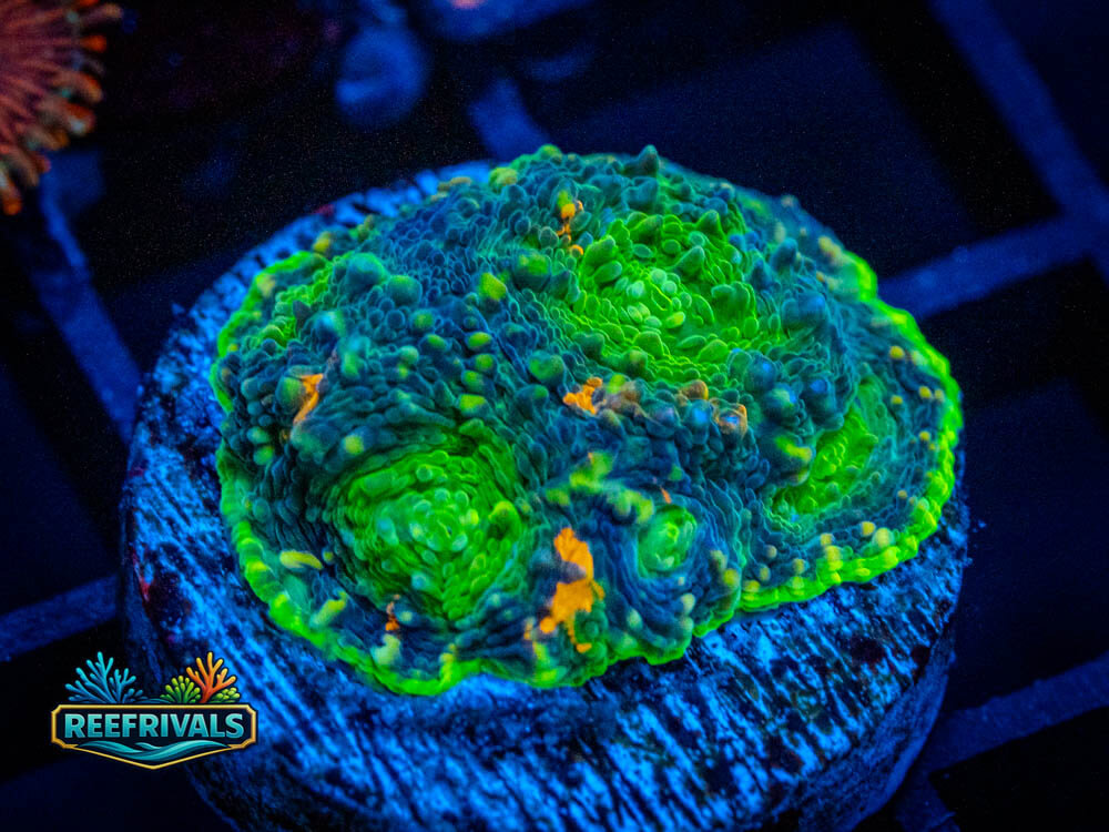 UC Rainbow Acan Echinata WYSIWYG coral image | ReefRivals UC Rainbow Acan Echinata coral image from ReefRivals, listed as Acanthastrea echinata and Soft Coral