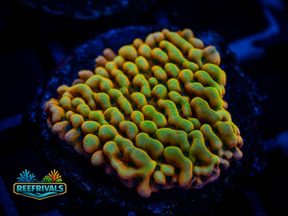 JF Beach Bum Monti coral image from ReefRivals, listed as Montipora sp. and Soft Coral