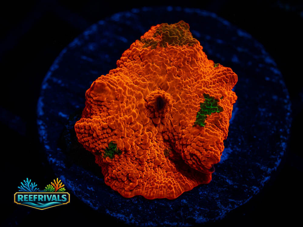 RVL Jawbreaker Mushroom coral image from ReefRivals, listed as Discosoma sp. and Mushrooms