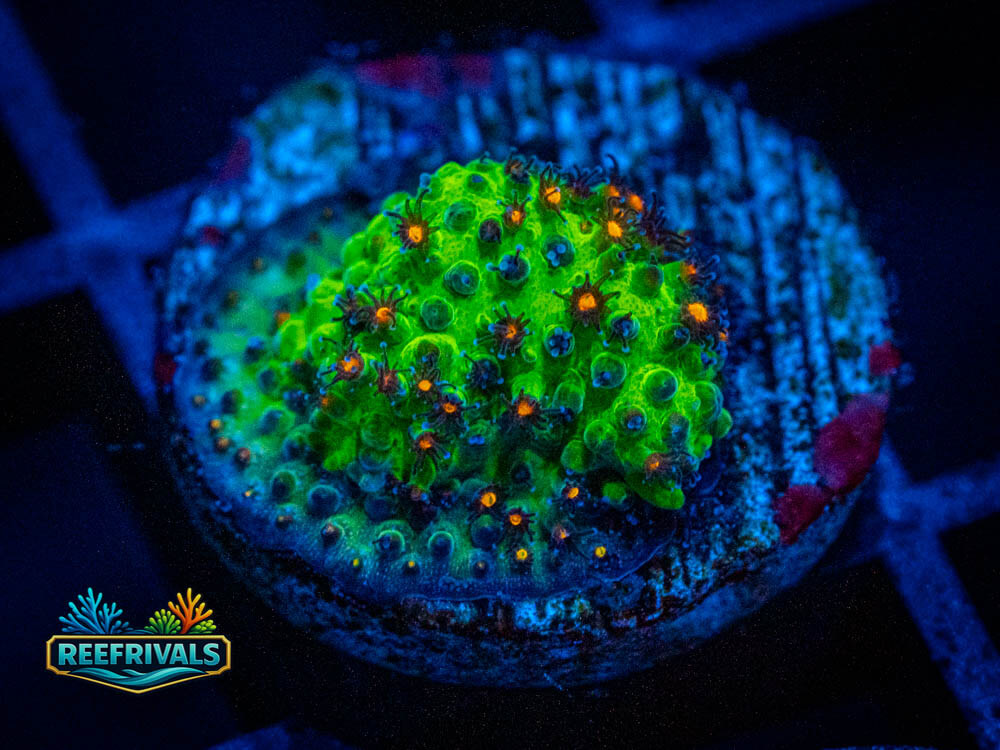 JF Sunset Stylo WYSIWYG coral image | ReefRivals JF Sunset Stylo coral image from ReefRivals, listed as Stylophora sp. and Soft Coral