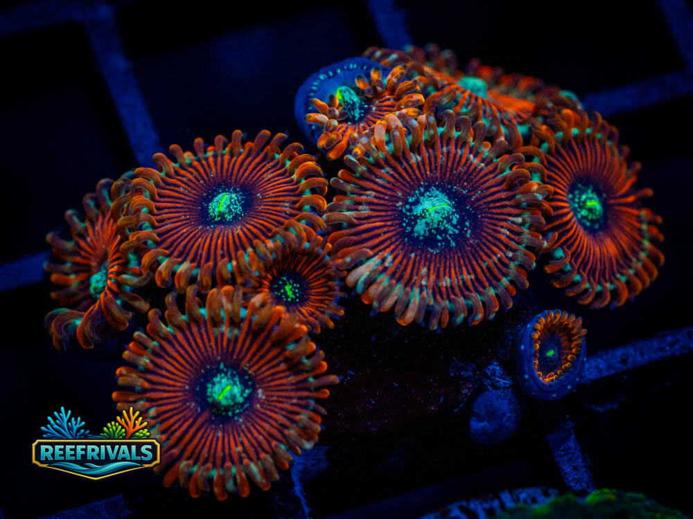 ECC Magician Zoa coral image from ReefRivals, listed as Zoas and Soft Coral