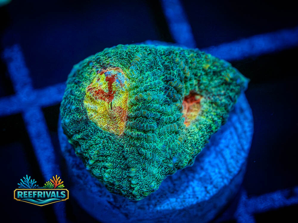 RMF Paradise Favia WYSIWYG coral image | ReefRivals RMF Paradise Favia coral image from ReefRivals, listed as Favia sp. and Soft Coral