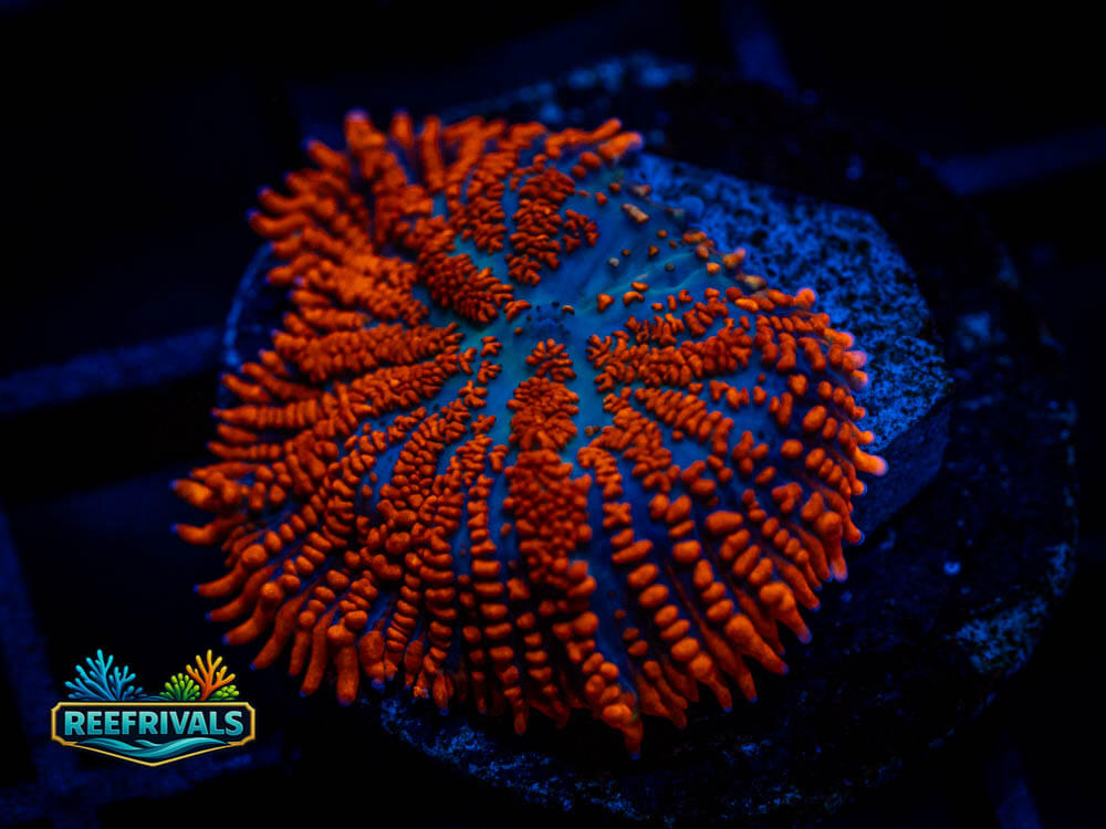 RVL Superman Mushroom WYSIWYG coral image | ReefRivals RVL Superman Mushroom coral image from ReefRivals, listed as Discosoma sp. and Mushrooms