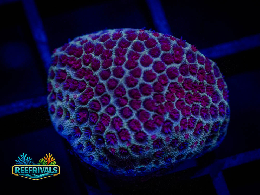 Tyree Sand Dollar Porites WYSIWYG coral image | ReefRivals Tyree Sand Dollar Porites coral image from ReefRivals, listed as Porites sp. and Soft Coral