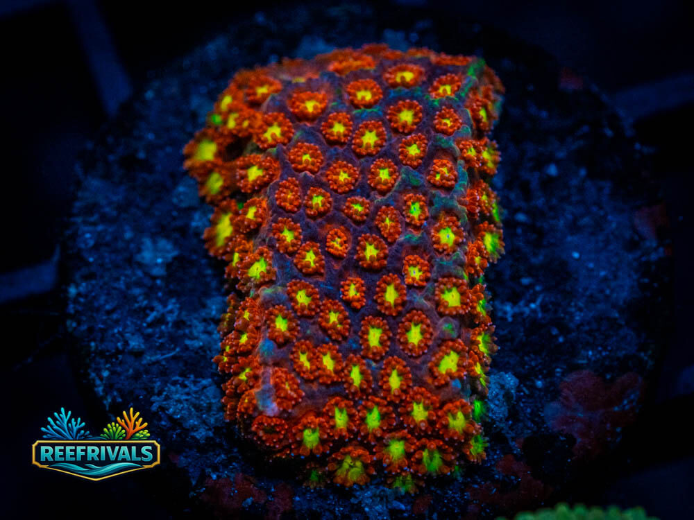 JF Spitfire Leptastrea coral image from ReefRivals, listed as Soft Coral