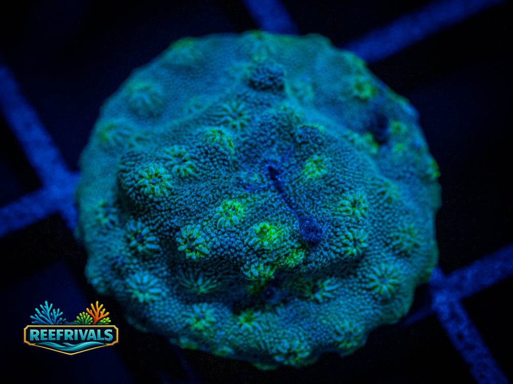 Hollywood Stunner Chalice coral image from ReefRivals, listed as Echinophyllia sp. and Soft Coral
