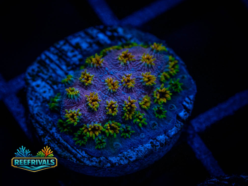 Bizarro Cyphastrea WYSIWYG coral image | ReefRivals Bizarro Cyphastrea coral image from ReefRivals, listed as Soft Coral
