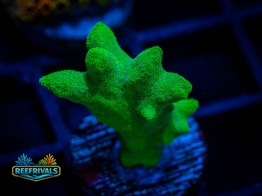 Branching Psammocora coral image from ReefRivals, listed as Soft Coral