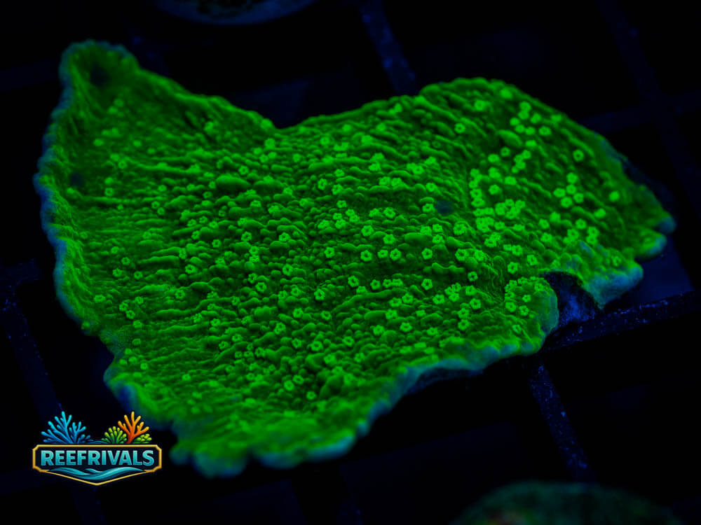 Candy Apple Monti coral image from ReefRivals, listed as Montipora sp. and Soft Coral