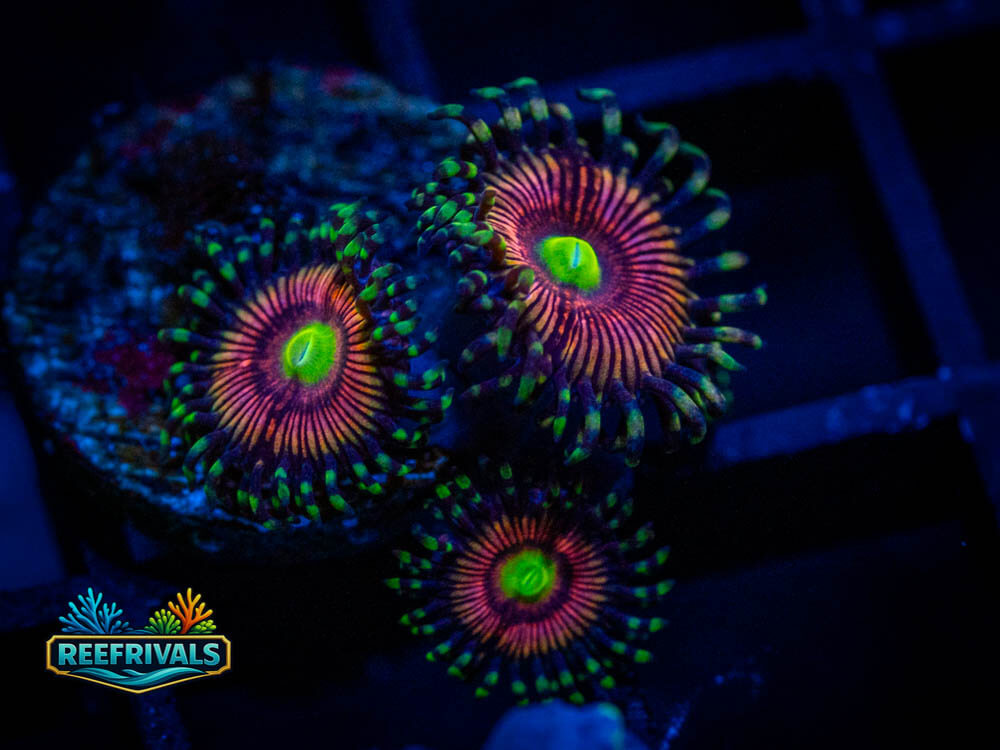 OG Gobstopper Zoa WYSIWYG coral image | ReefRivals OG Gobstopper Zoa coral image from ReefRivals, listed as Zoanthus sp. and Zoas