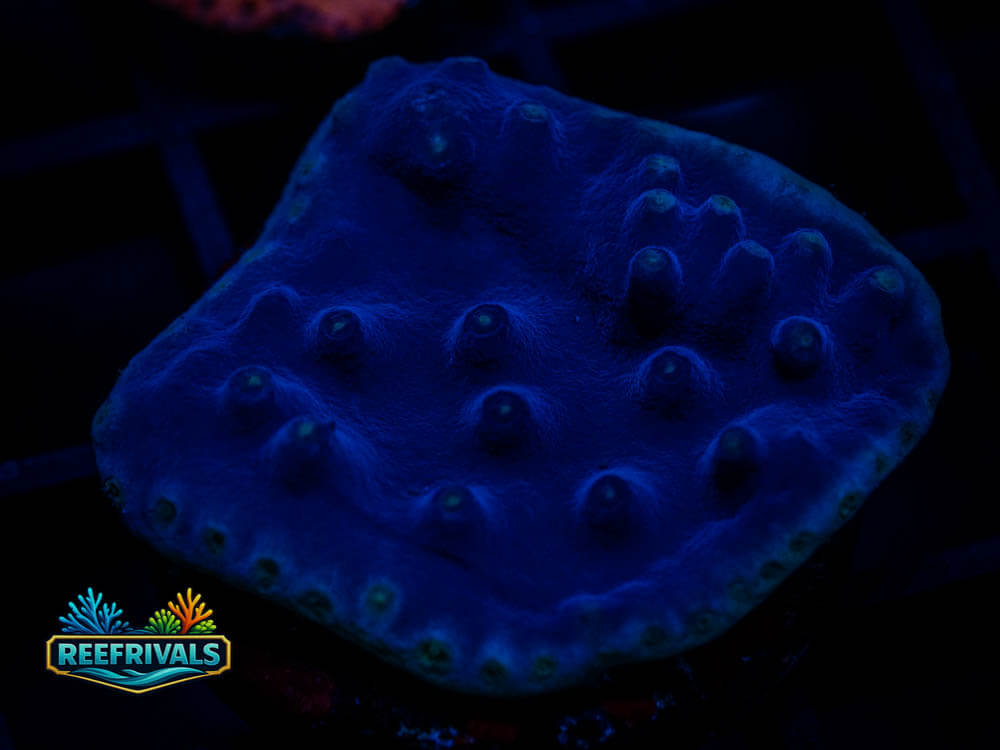 Blue Scroll Coral coral image from ReefRivals, listed as Turbinaria sp. and Soft Coral