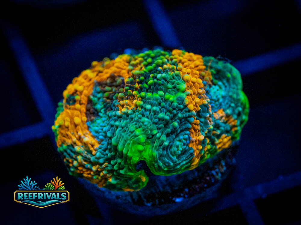 BigR Gumdrop Acan Echinata WYSIWYG coral image | ReefRivals BigR Gumdrop Acan Echinata coral image from ReefRivals, listed as Acanthastrea echinata and Soft Coral