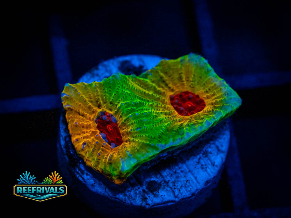 TG Fascination Favia WYSIWYG coral image | ReefRivals TG Fascination Favia coral image from ReefRivals, listed as Favia sp. and Soft Coral