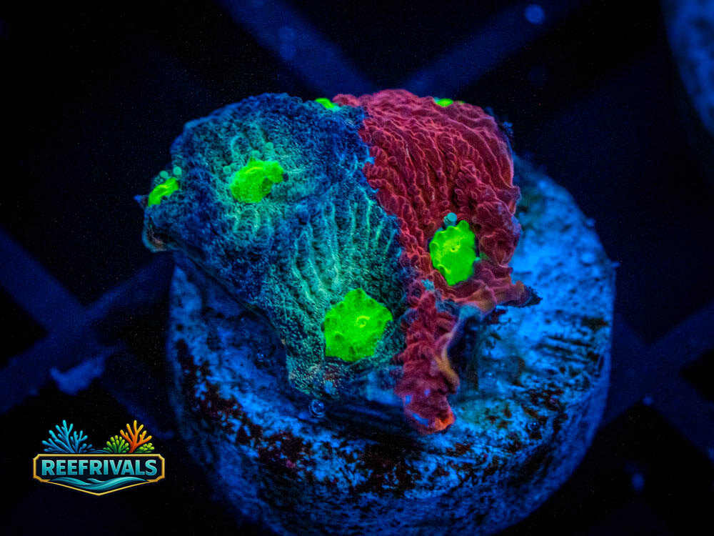 UC Haphhazard Favia WYSIWYG coral image | ReefRivals UC Haphhazard Favia coral image from ReefRivals, listed as Favia sp. and Soft Coral