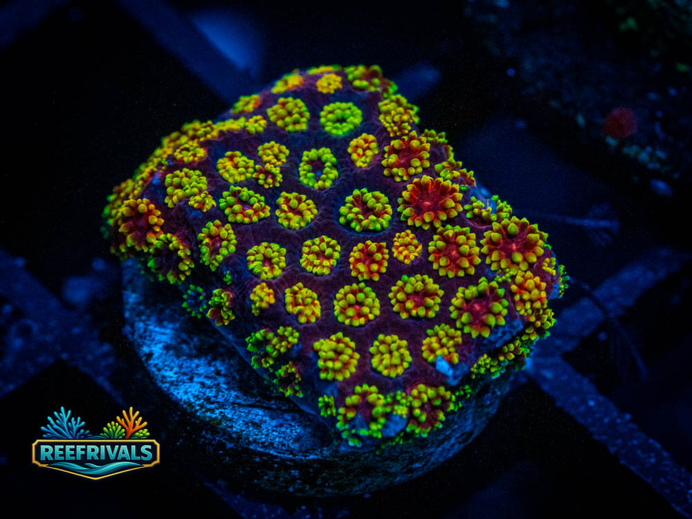 DSC00182 WYSIWYG coral image | ReefRivals DSC00182 coral image from ReefRivals, listed as Soft Coral