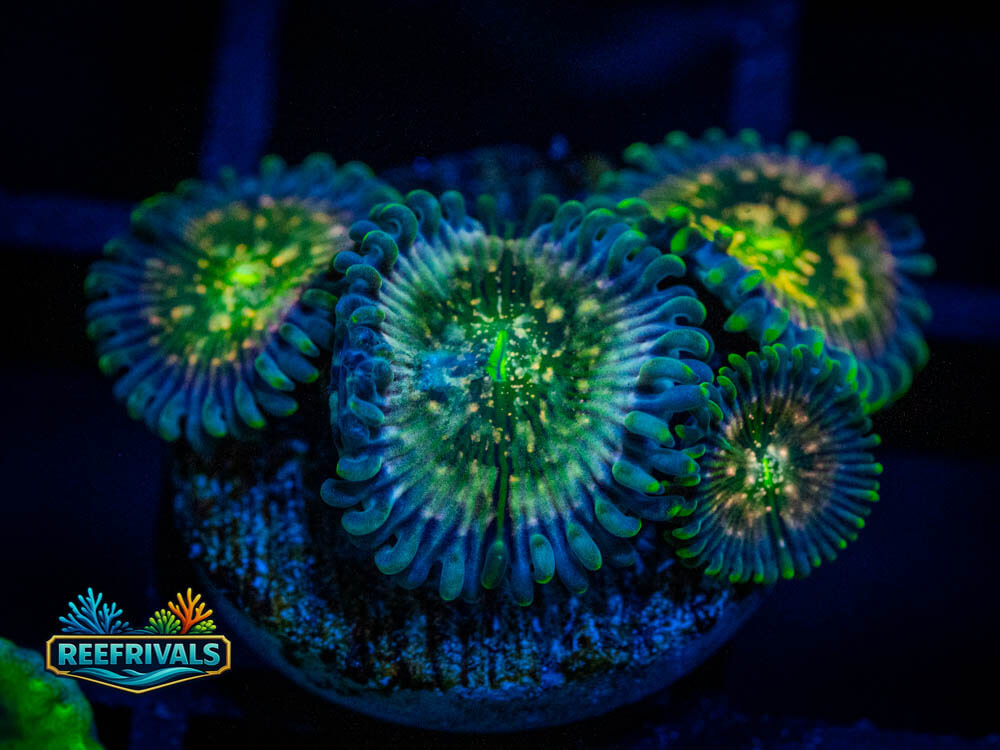 Hawaiian PE Zoa coral image from ReefRivals, listed as Zoanthus sp. and Zoas