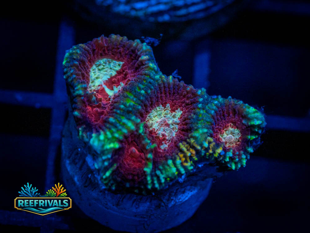DSC00200 WYSIWYG coral image | ReefRivals DSC00200 coral image from ReefRivals, listed as Soft Coral