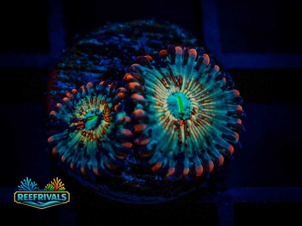 ECC White Zombie Zoa coral image from ReefRivals, listed as Zoas and Soft Coral