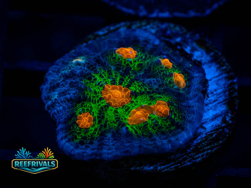 JF Avatar Chalice coral image from ReefRivals, listed as Echinophyllia sp. and Soft Coral