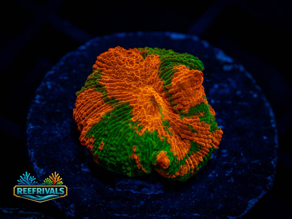 RVL Jawbreaker Disco coral image from ReefRivals, listed as Discosoma sp. and Mushrooms