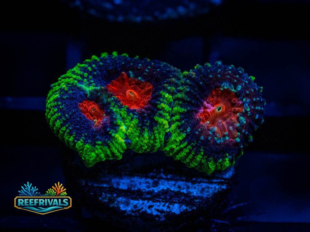 WWC Earthquake Favia coral image from ReefRivals, listed as Favia sp. and Soft Coral