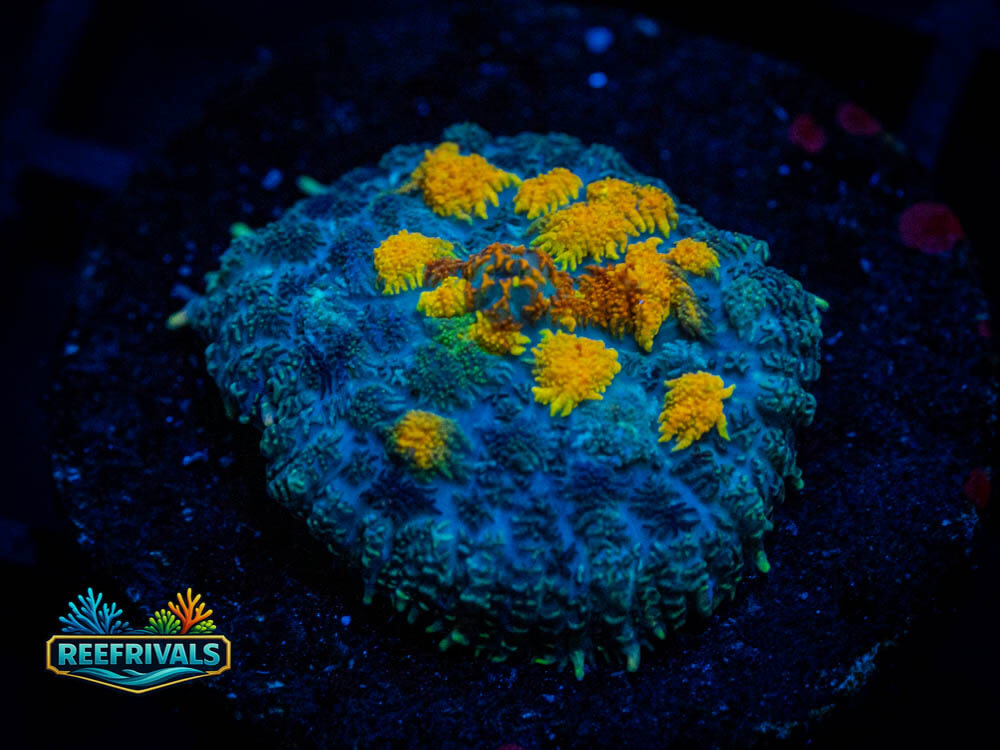TG Firefly Rhodactis coral image from ReefRivals, listed as Rhodactis sp. and Mushrooms