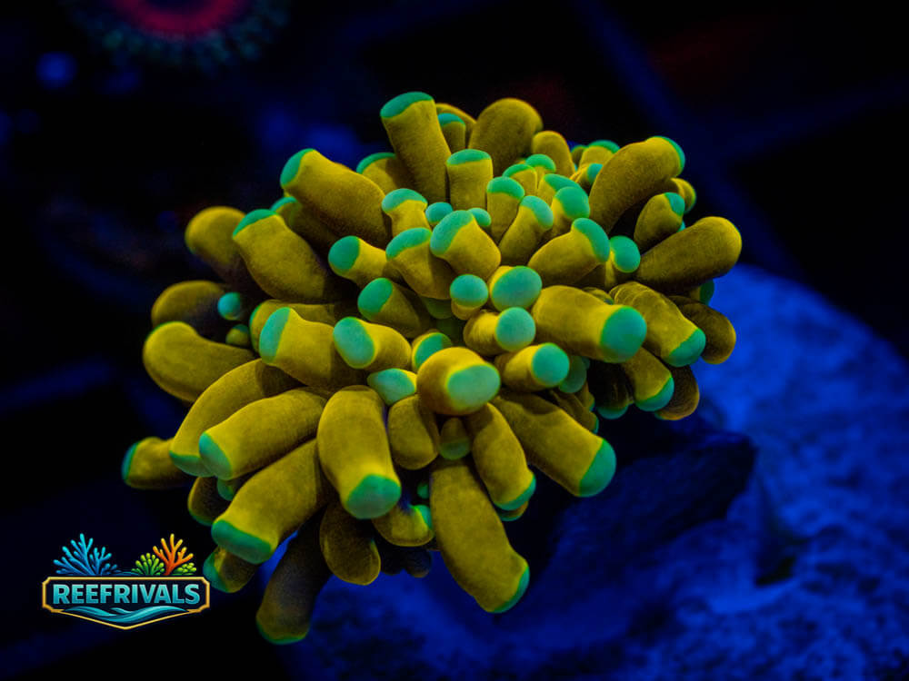 OG Sun Goddess Torch WYSIWYG coral image | ReefRivals OG Sun Goddess Torch coral image from ReefRivals, listed as Euphyllia glabrescens and Soft Coral