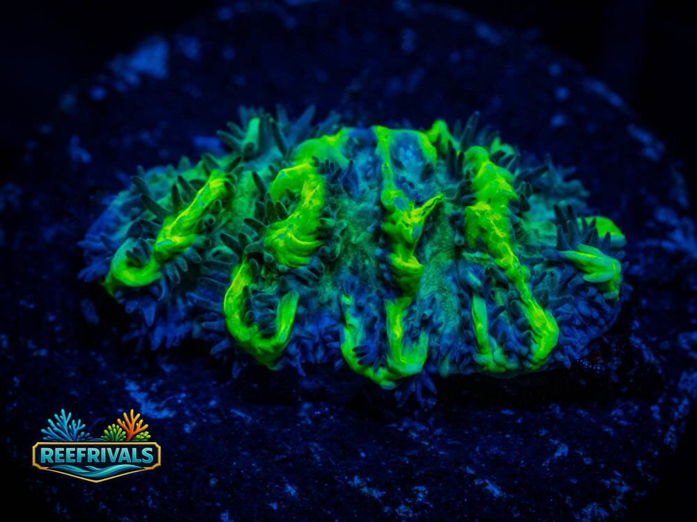 TSA Lemon Frost Hydno coral image from ReefRivals, listed as Hydnophora sp. and Soft Coral