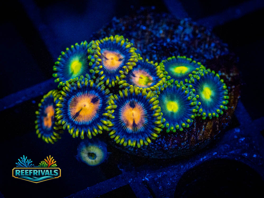 Ultra Combo Zoa 2 coral image from ReefRivals, listed as Zoanthus sp. and Zoas