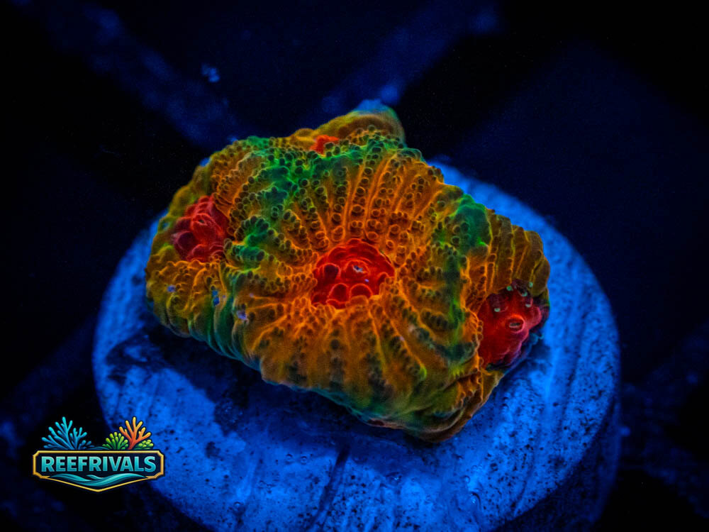 JF Candy Corn Favia coral image from ReefRivals, listed as Favia sp. and Soft Coral