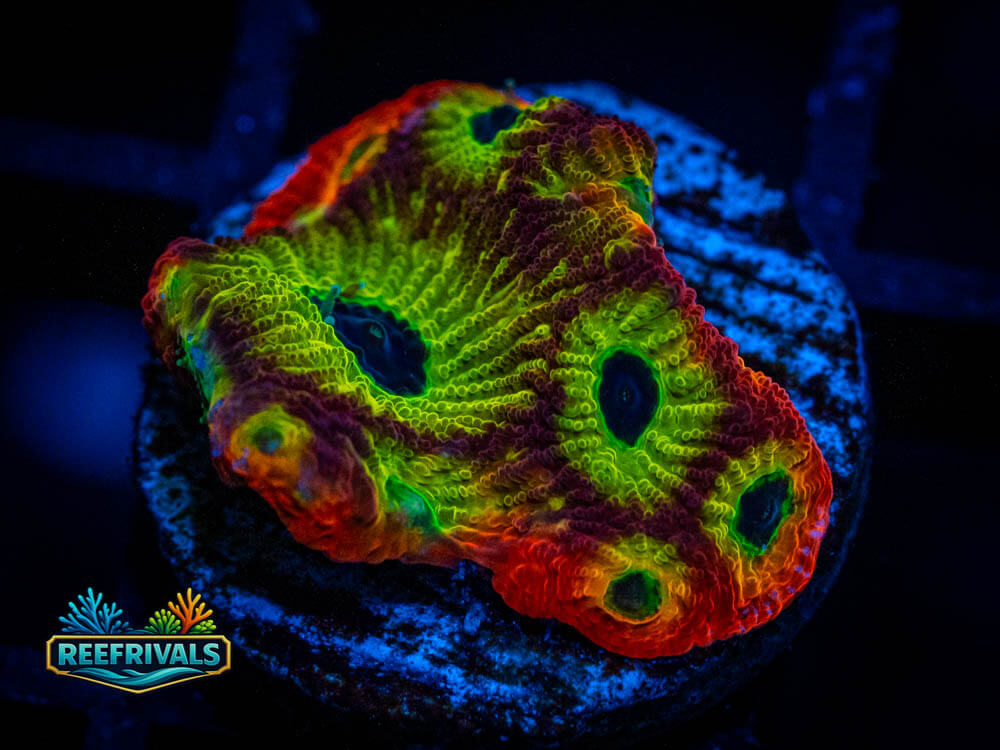 ECC Spicy Lemon Favia WYSIWYG coral image | ReefRivals ECC Spicy Lemon Favia coral image from ReefRivals, listed as Favia sp. and Soft Coral