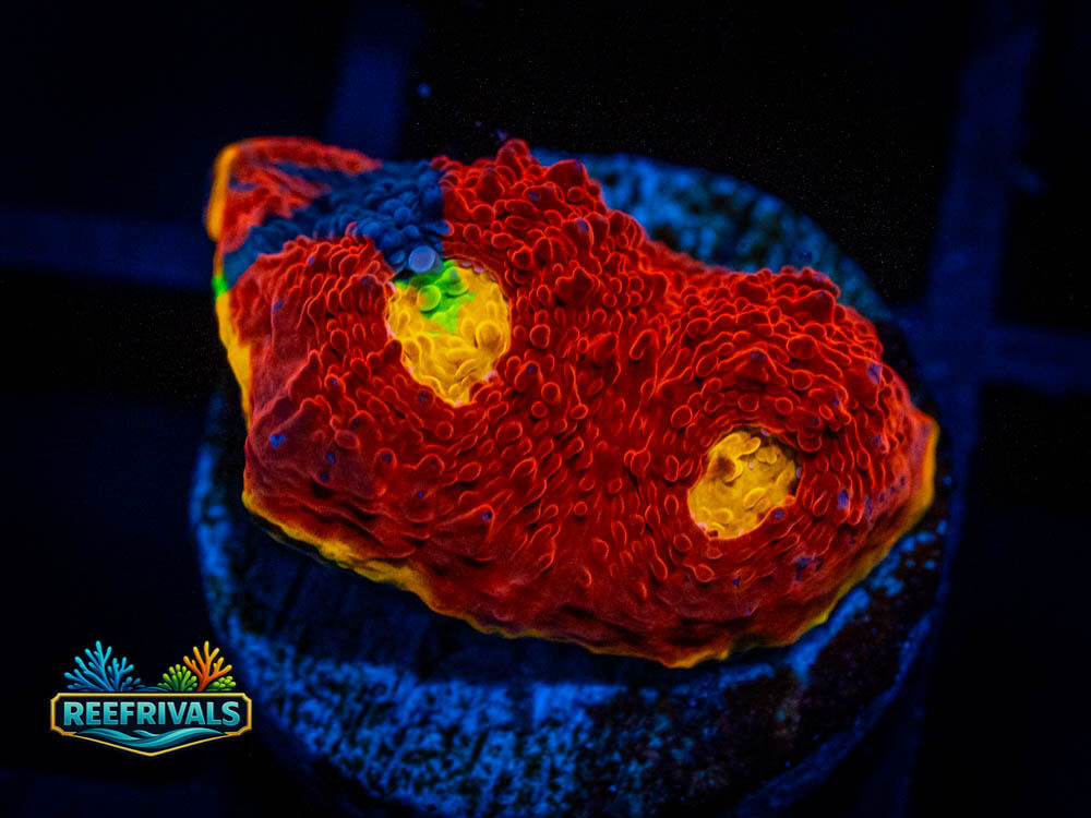 SC Dynamite Rainbow Chalice coral image from ReefRivals, listed as Echinophyllia spp. and Soft Coral