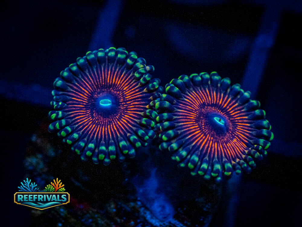 God of War Zoa WYSIWYG coral image | ReefRivals God of War Zoa coral image from ReefRivals, listed as Zoanthus sp. and Zoas