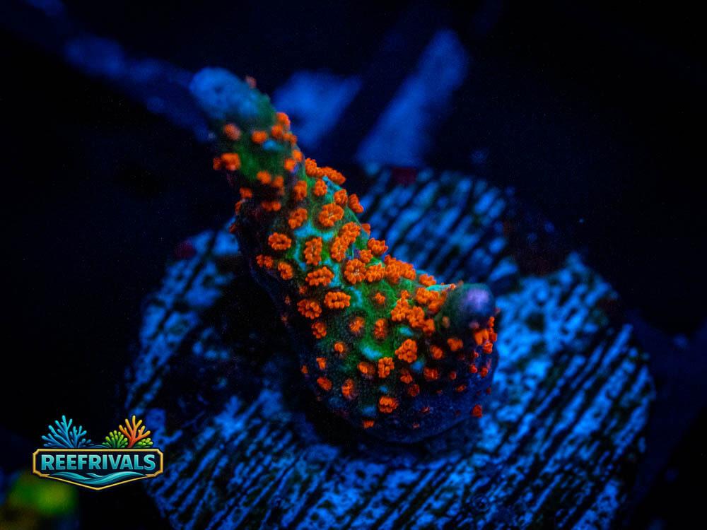 Forest Fire Digitata WYSIWYG coral image | ReefRivals Forest Fire Digitata coral image from ReefRivals, listed as Montipora digitata and Soft Coral