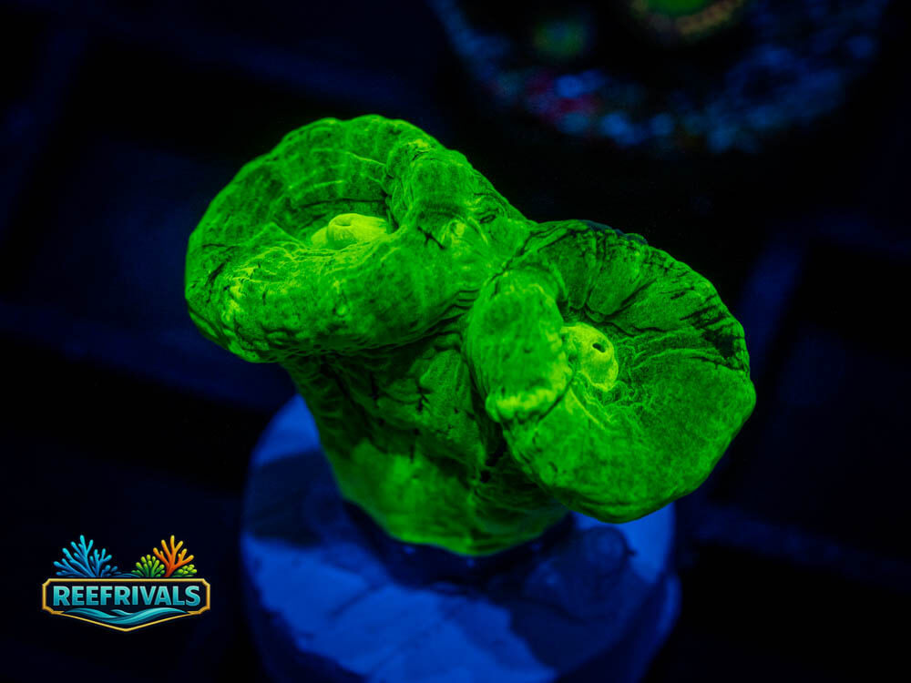 Kryptonite Candy Cane coral image from ReefRivals, listed as Caulastrea sp. and Soft Coral