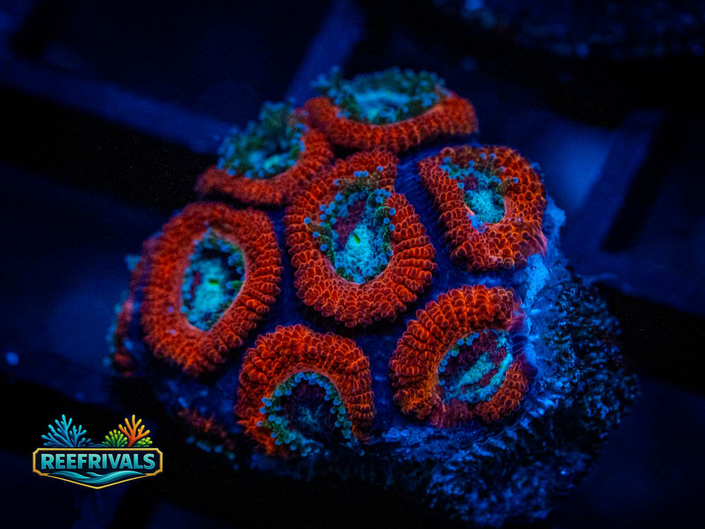 RVL Fire and Ice Acan Lord coral image from ReefRivals, listed as Micromussa spp. and Soft Coral