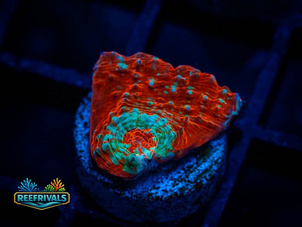 ARC Cherry Garcia Chalice coral image from ReefRivals, listed as Echinophyllia sp. and Soft Coral