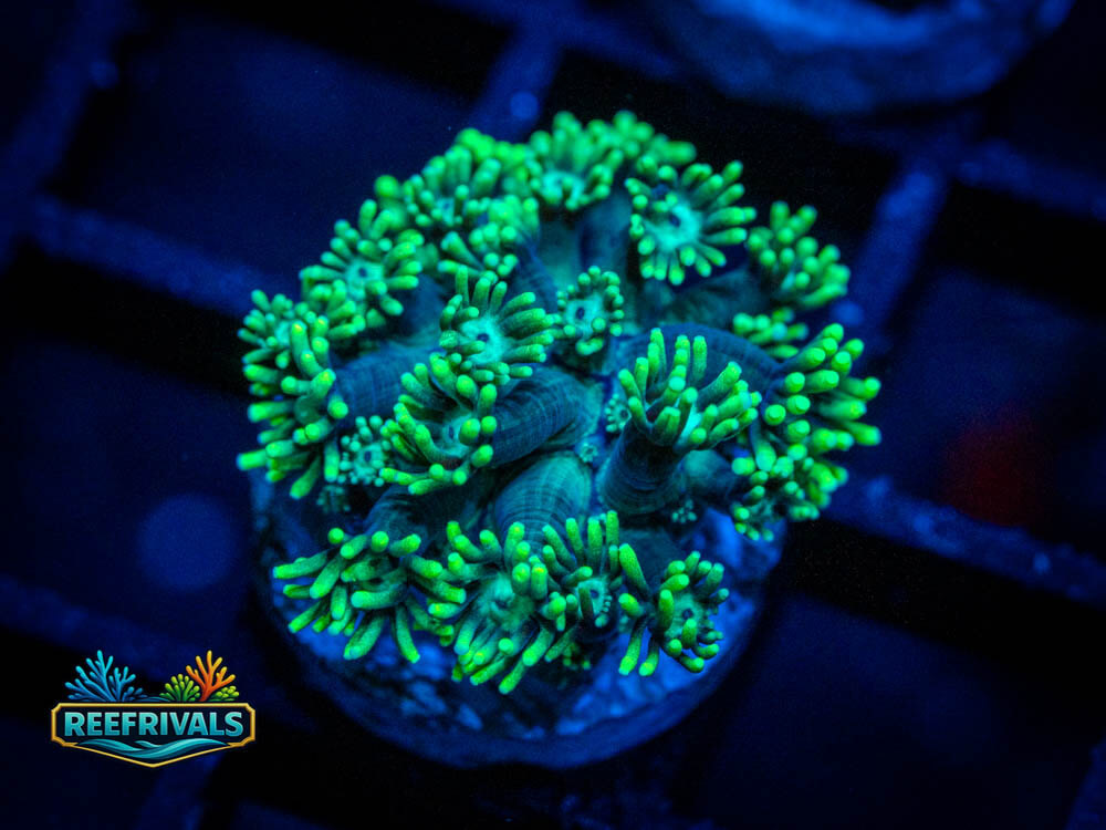 DSC00309 WYSIWYG coral image | ReefRivals DSC00309 coral image from ReefRivals, listed as Soft Coral