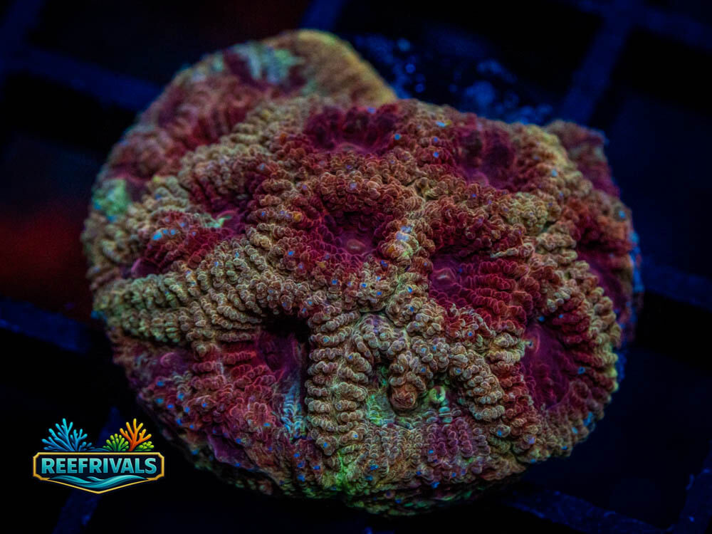 DSC00316 WYSIWYG coral image | ReefRivals DSC00316 coral image from ReefRivals, listed as Soft Coral